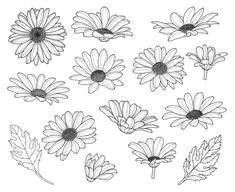 daisy flowers silhouette svg graphics illustration vector logo digital clipart