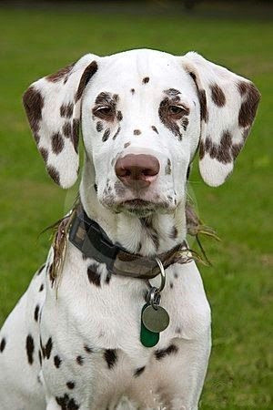brown dalmatian puppy dog liver and white dalmatian is what i m use to calling them