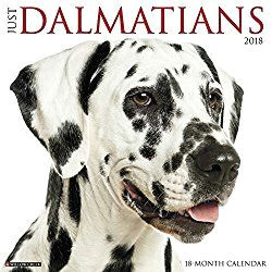 dalmatian calendars 2018 just dalmatians dog breed calendar