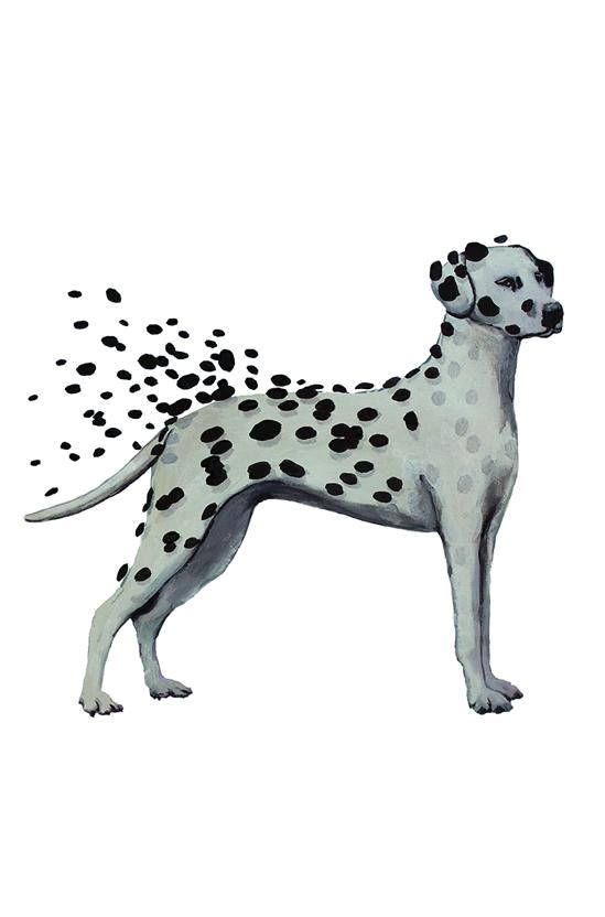 dalmatian print dalmatian drawing dalmatian artwork