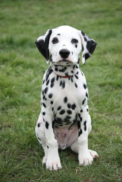 dalmation dog photo recent photos the commons getty collection galleries world map app