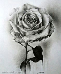 25 beautiful rose drawings and paintings for your inspiration