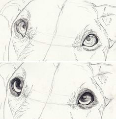 drawing a realistic dogs starts with lifelike eyes eyes get a step by