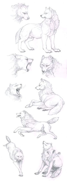 white wolf skechts by anisis on deviantart wolf poses how to draw wolf how