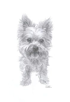 yorkie 4 dog limited edition art drawing print signed by uk artist