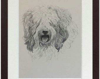 old english sheepdog print fine art print from 1935 drawing by british artist cecil francis wardle ready to hang