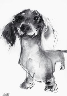 beautiful dachshund drawing in charcoal by uk artist valerie davide
