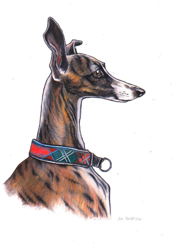 whippet art print limited edition giclee by jimgriffithsart greyhound art italian greyhound whippet dog