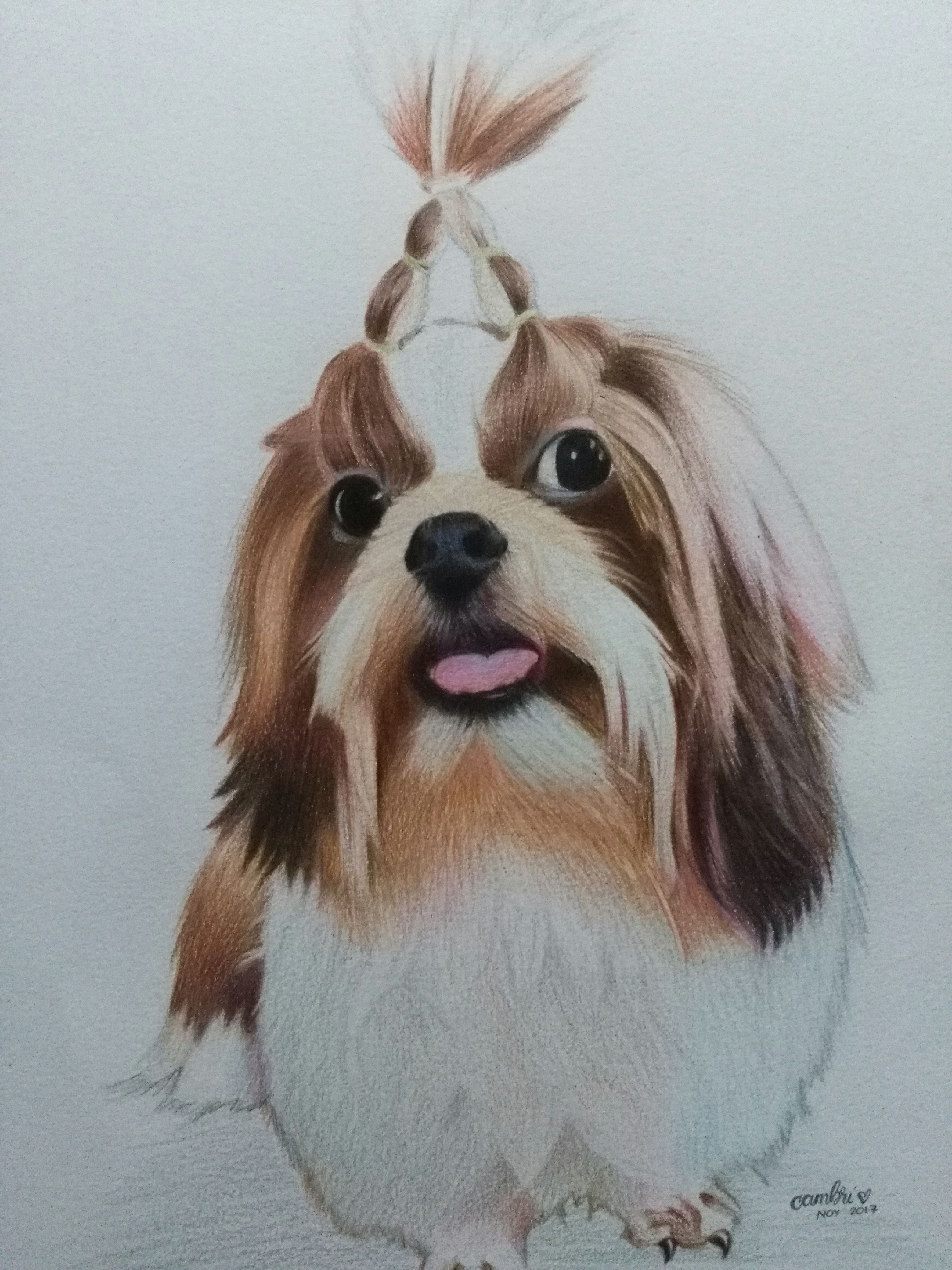dog portrait drawn using colored pencil