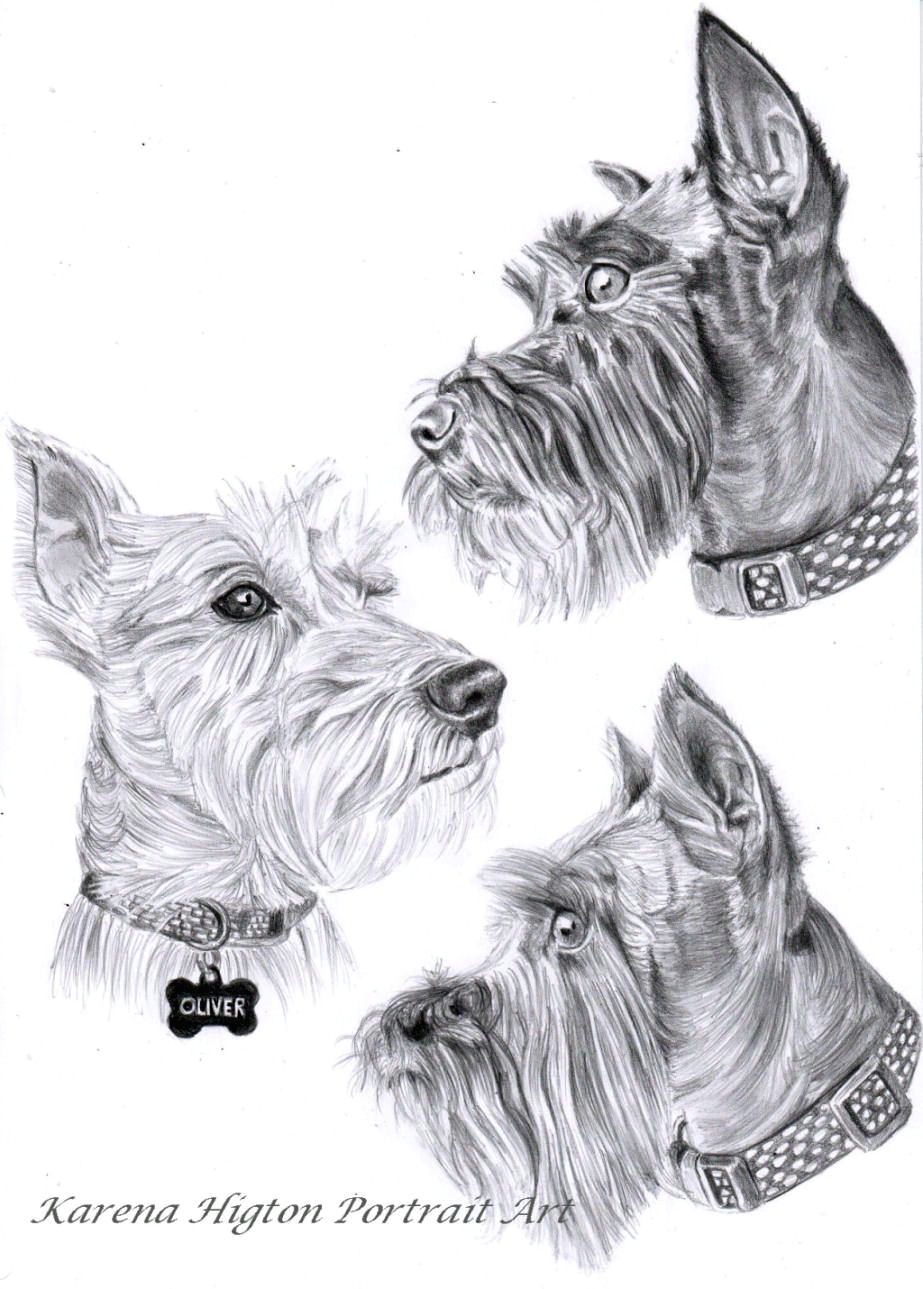 a4 pencil sketch commissions of 3 schnauzers by karena higton