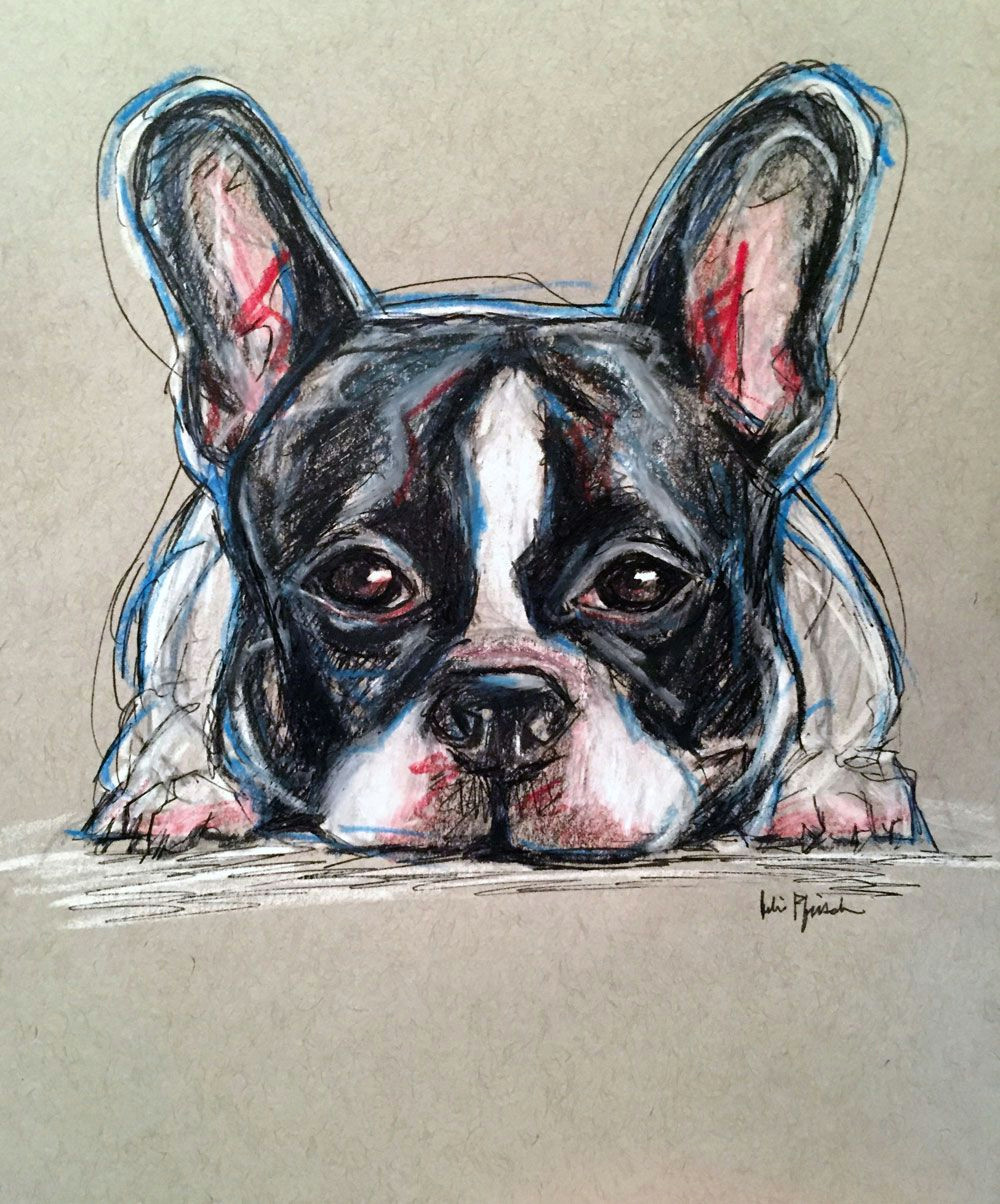 johnny the french bulldog pet portrait sketch pencil colored pencil and pen on gray toned paper for commission work www juliepfirsch com