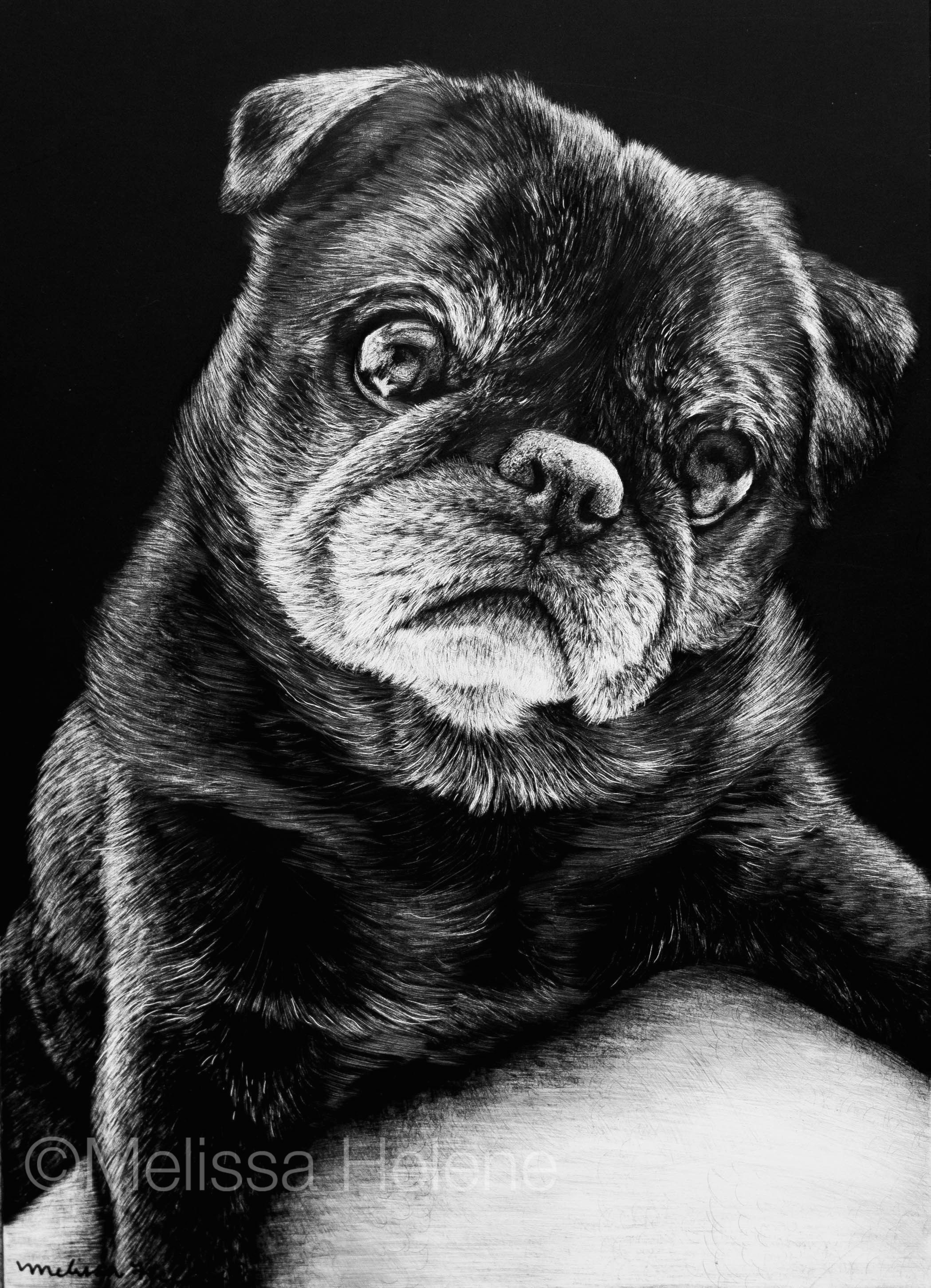 www melissahelene com artwork blackandwhite art commission petportrait portrait scratchboard scratchart dog dogportrait melissahelenefinearts