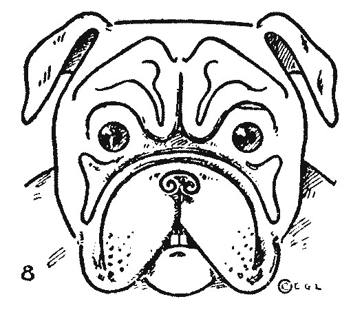 bulldog drawing easy step by step drawing animals bulldog drawing for beginners 8