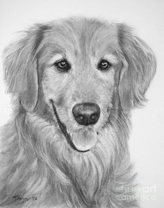 golden retrievera graphite art graphite drawings charcoal drawings golden retriever art