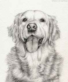 golden retriever mounted print of original pencil drawing