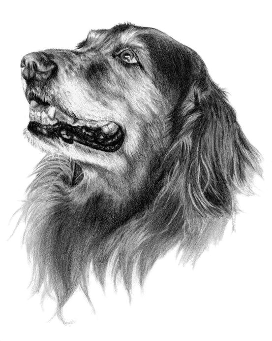 abby the golden retriever dog art sketch
