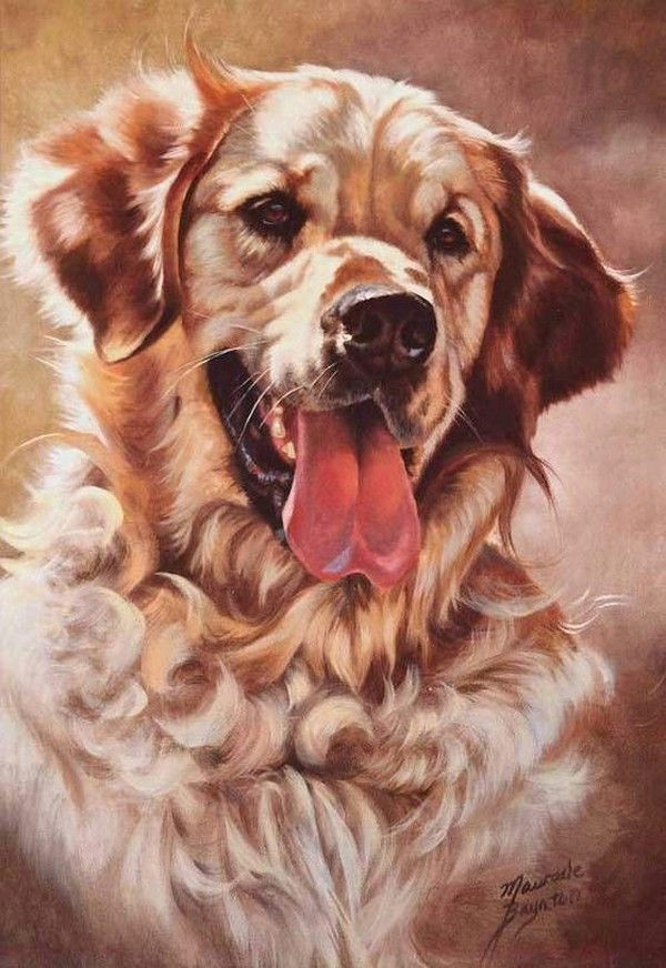 kato by maurade baynton golden retriever art dog paintings pastel paintings animal drawings