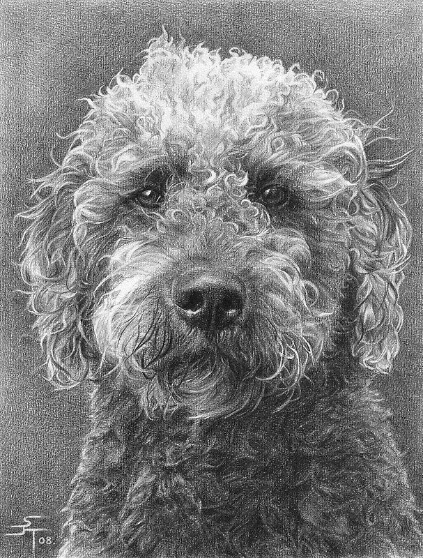 a4 portrait commission benny by sami thorpe pencil drawings of animals dog drawings
