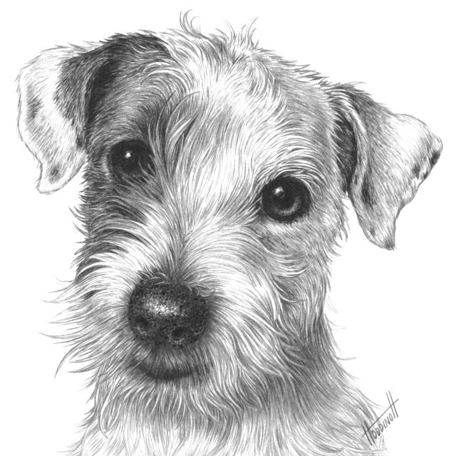 drawspace com overview isaac the jack russell