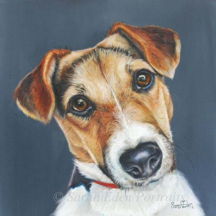 Dog Drawing Jake Teal Jack Russell Painting by Sarah Eden Oil On Board 12 X 12 Jr