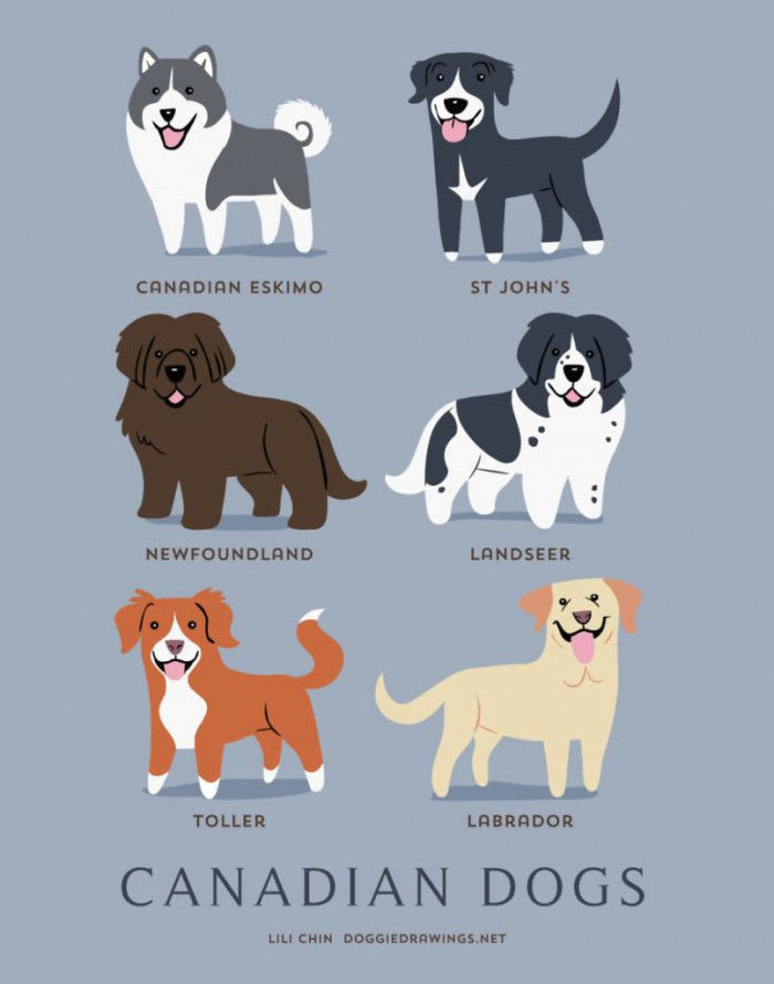 if you re obsessed with dogs then you will absolutely love this guide to the dogs of the world