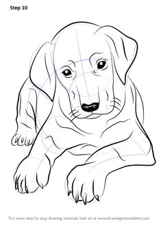 learn how to draw doberman puppy dogs step by step drawing tutorials