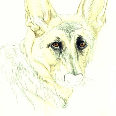 how do you draw a beautiful dog using colored pencils