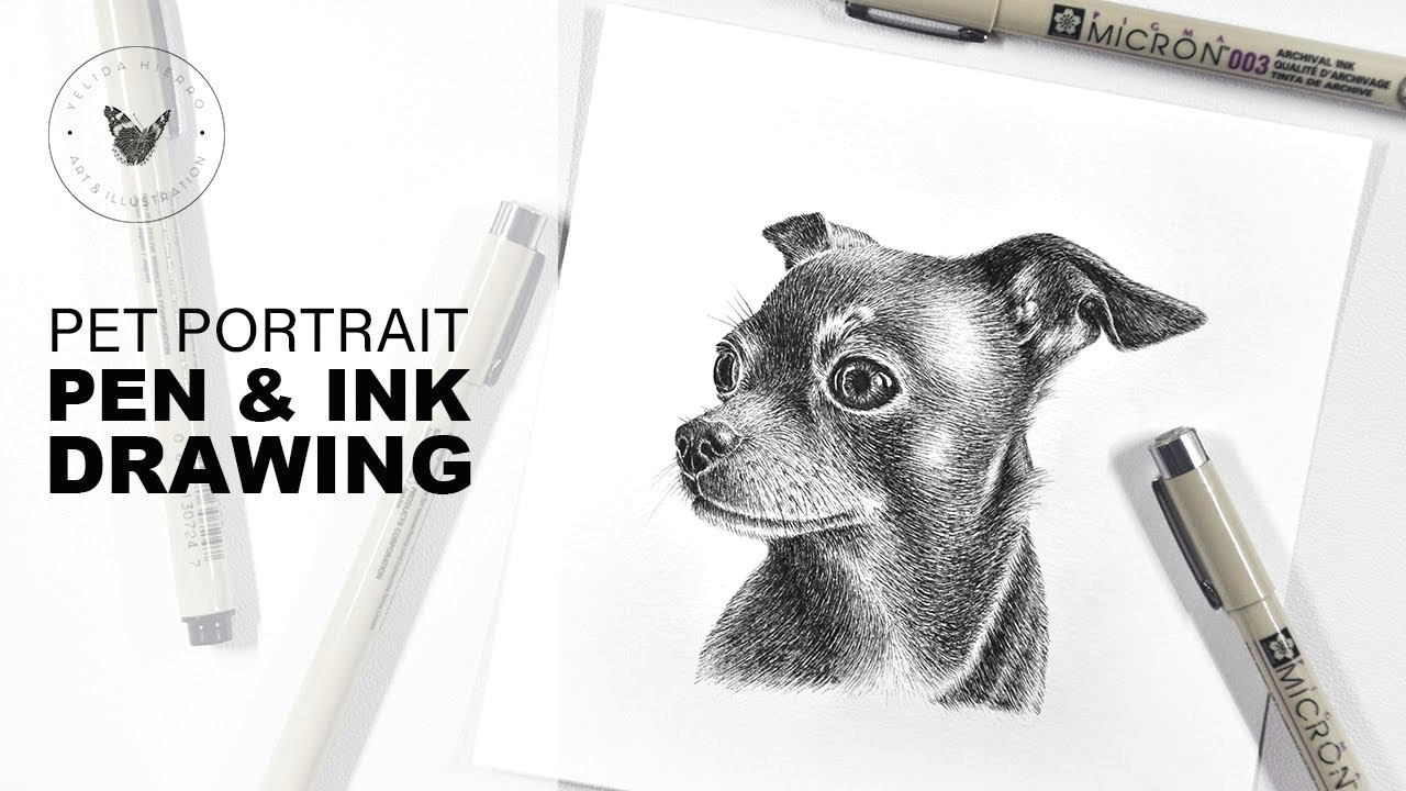 chihuahua pet portrait pen ink drawing time lapse