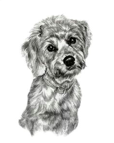 the fluffy little dog sketch 8x10 sketch by pet portrait artsit