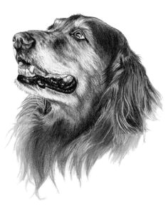 abby the golden retriever dog art sketch portrait sketches dog sketches graphite drawings