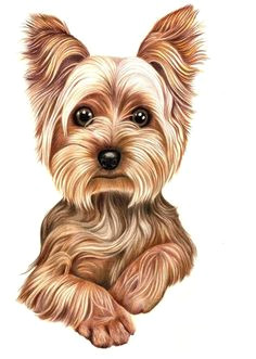 yorkshire terrier dog puppy hard transparent case cover for iphone