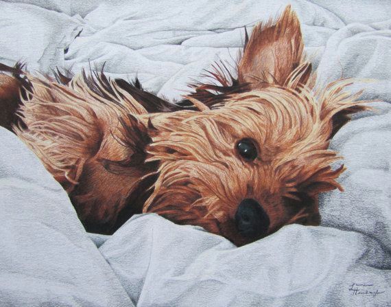 portrait print of yorkshire terrier by bewaretreescreations 10 00