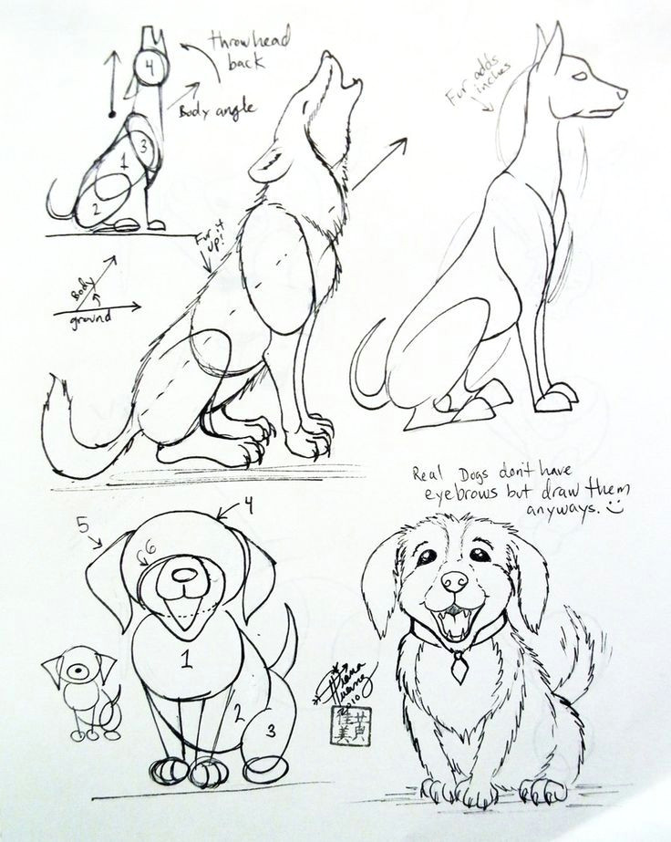 how to draw a dog yahoo image search results