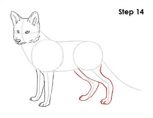 red fox drawing 14
