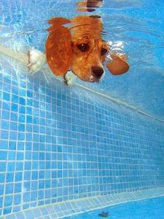 14783 underwater shot of a great swimmer dogs