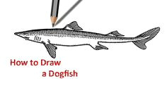 dogfish drawing drawing for beginners fish drawings step by step drawing learn to