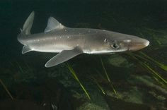 spiny dogfish shark squalus acanthias from the family squaliformes the spiny dogfish shark is