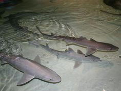 a molecule discovered in the dogfish shark not only has anti bacterial and anti