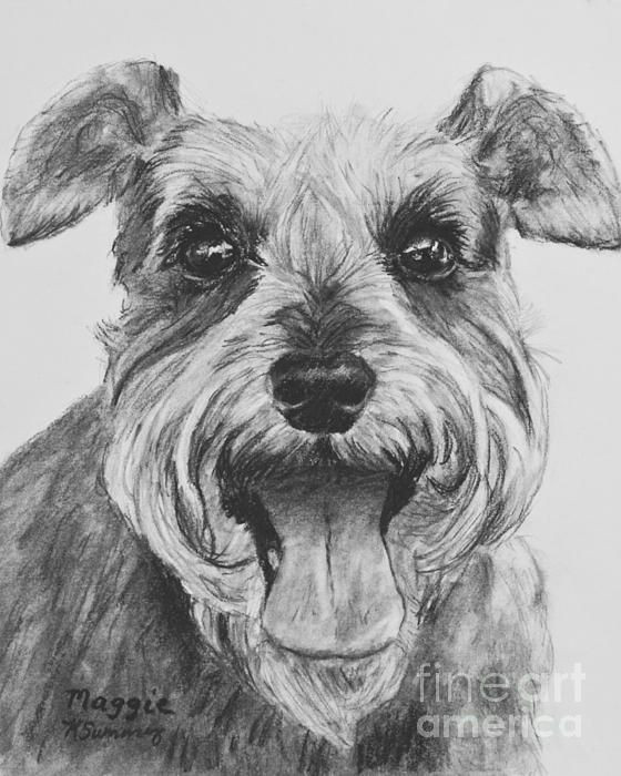 schnauzer dog print drawing