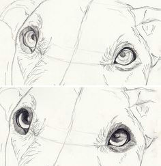 how to draw dog eyes that look amazingly realistic