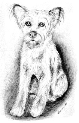 naomi terriers drawing hands pet dogs drawing pics animais terrier