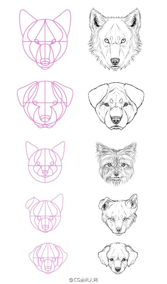 dog face drawing wolf head drawing mouth drawing puppy drawing how to