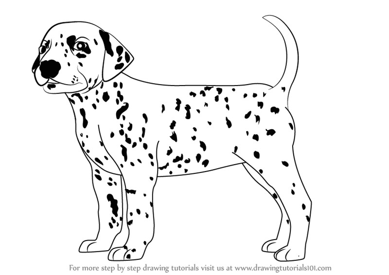 learn how to draw a dalmatian dog dogs step by step drawing tutorials