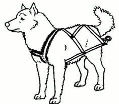 Dogs Drawing Sleds 19 Best Dog Sledding Images Sled Dogs Animales Dogs