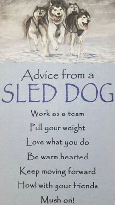 advice from a sled dog husky quotes dog quotes alaskan malamute funny dogs