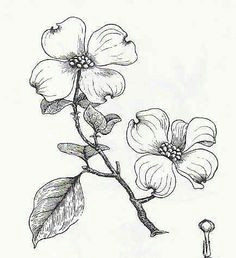 cool dogwood flower tattoos dogwood flowers dogwood trees flor magnolia flower sketches