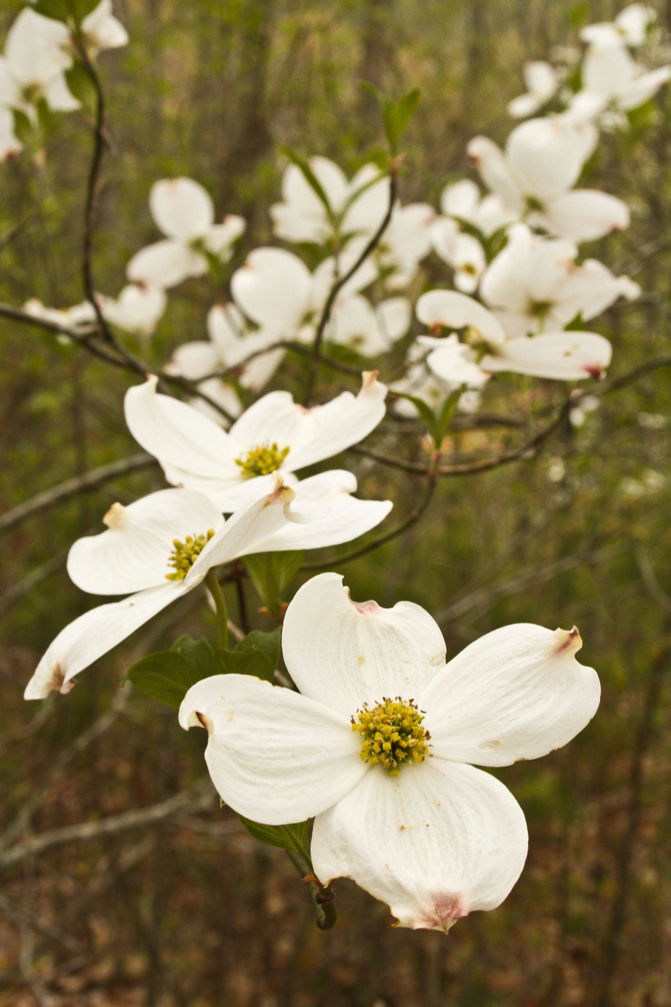 dogwood blossoms in gatlinburg tennessee