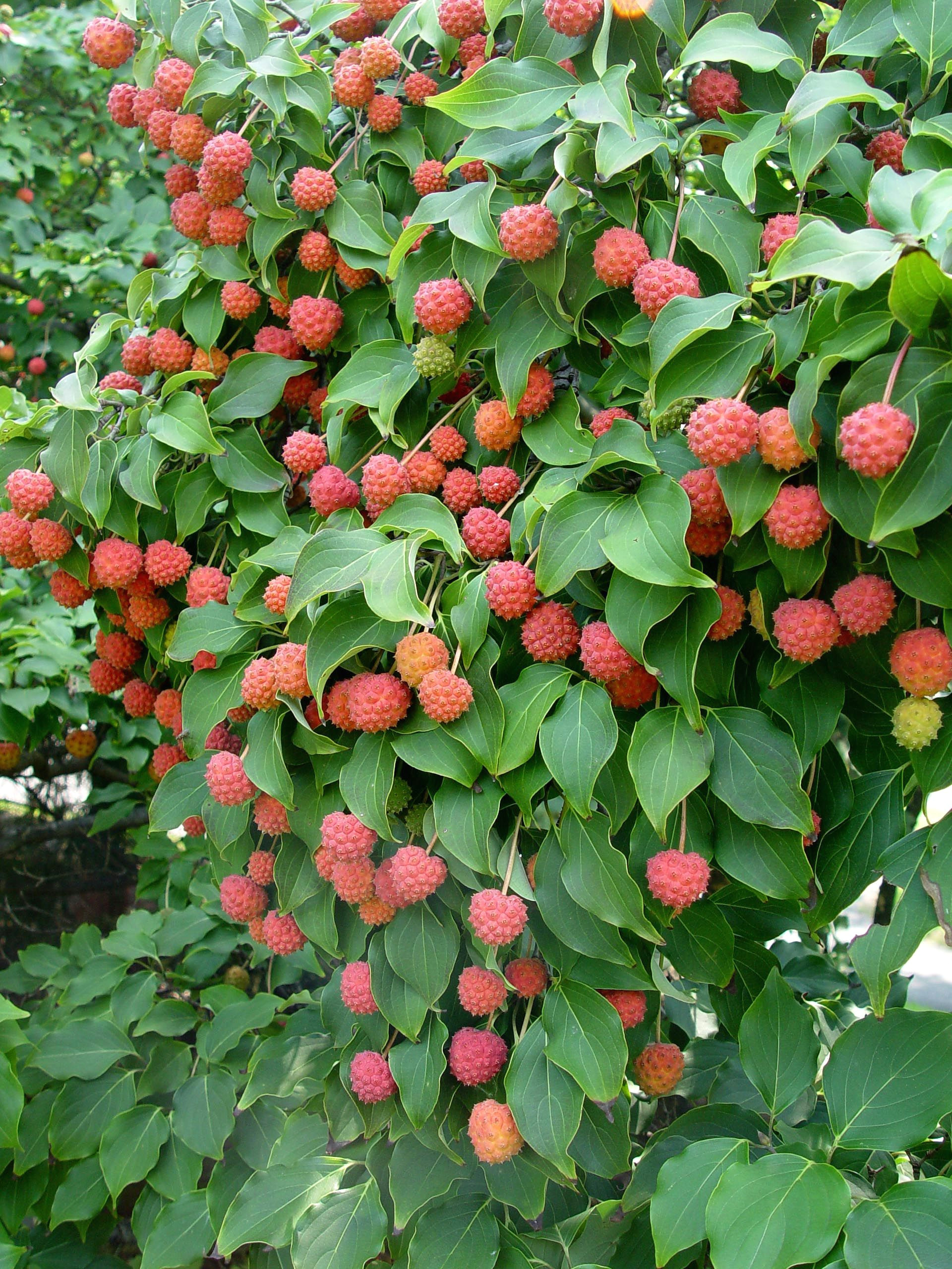 kousa dogwood fall fruit edible to animals and people