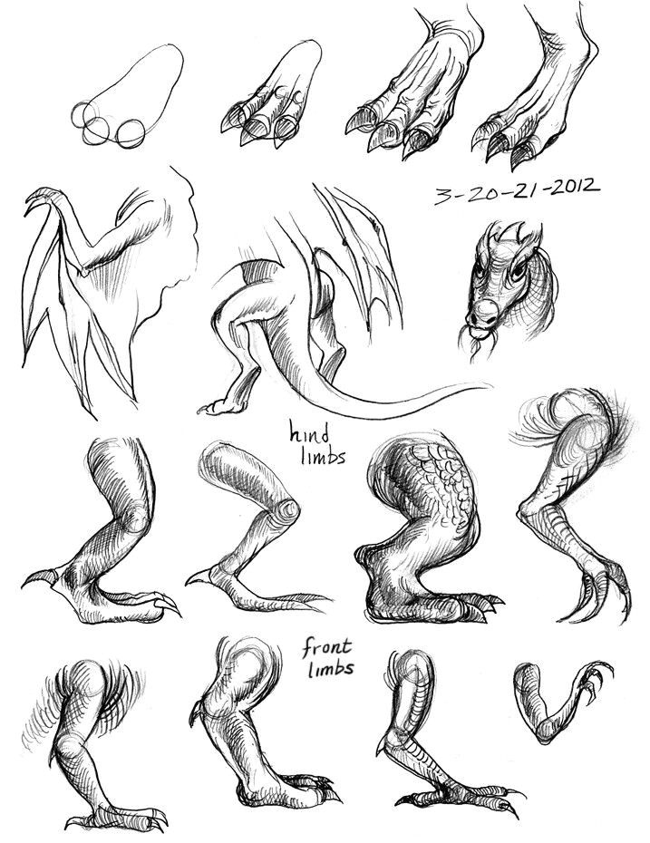 dragon legs wings arms body parts how to draw manga anime