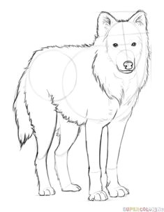 how to draw an arctic wolf step by step drawing tutorials for kids and beginners
